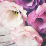 eustoma w ogrodzie