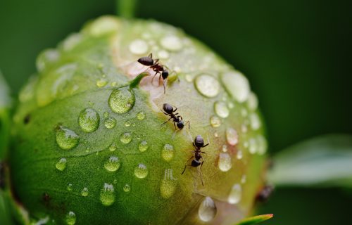 Najlepszy sposób na mrówki w ogrodzie i efektywne ich zwalczanie