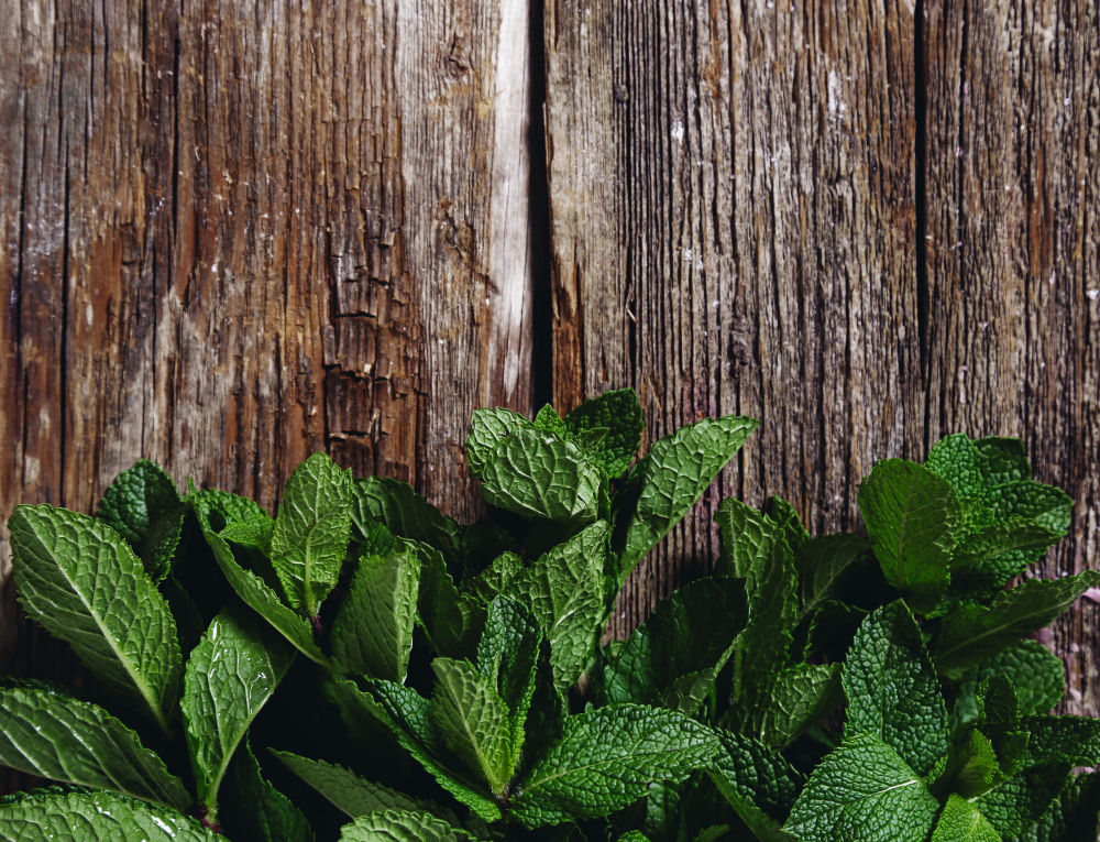 czy mięta szkodzi na wątrobę