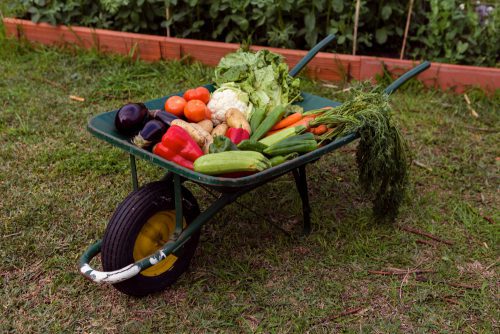 Strategie sadzenia warzyw obok siebie – Harmonia w ogrodzie