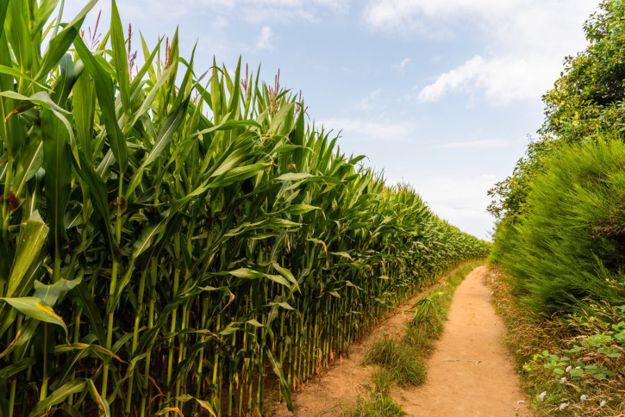 Kiedy i jak siać kukurydzę? – Praktyczny przewodnik