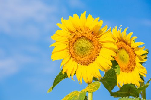 Kiedy Siać Słonecznik? Optymalny Moment Dla Uprawy Tej Pięknej Rośliny